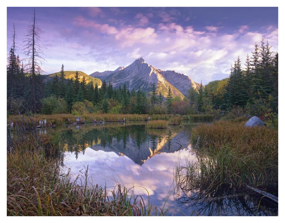 Mount Lorette And Spruce Trees Reflected In Lake, Alberta, Canada-Paper Art-42X32