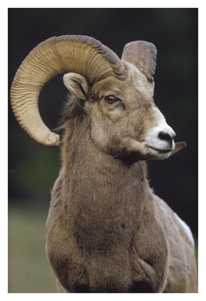 Bighorn Sheep Male Portrait, Banff National Park, Alberta, Canada-Paper Art-14X20