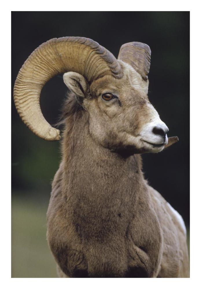 Bighorn Sheep Male Portrait, Banff National Park, Alberta, Canada-Paper Art-18X26