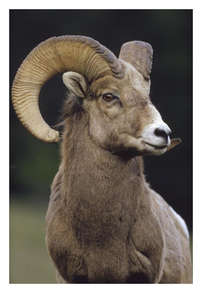Bighorn Sheep Male Portrait, Banff National Park, Alberta, Canada-Paper Art-22X32