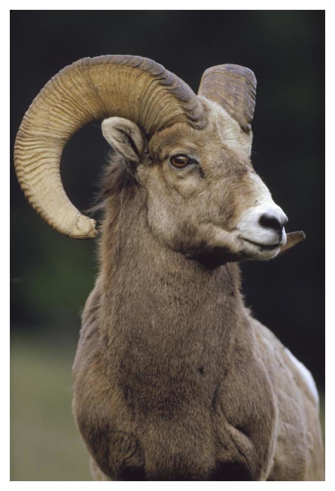 Bighorn Sheep Male Portrait, Banff National Park, Alberta, Canada-Paper Art-34X50