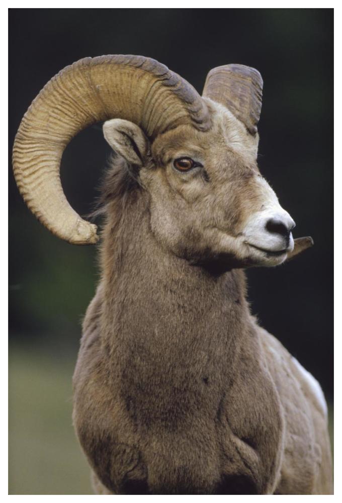 Bighorn Sheep Male Portrait, Banff National Park, Alberta, Canada-Paper Art-42X62