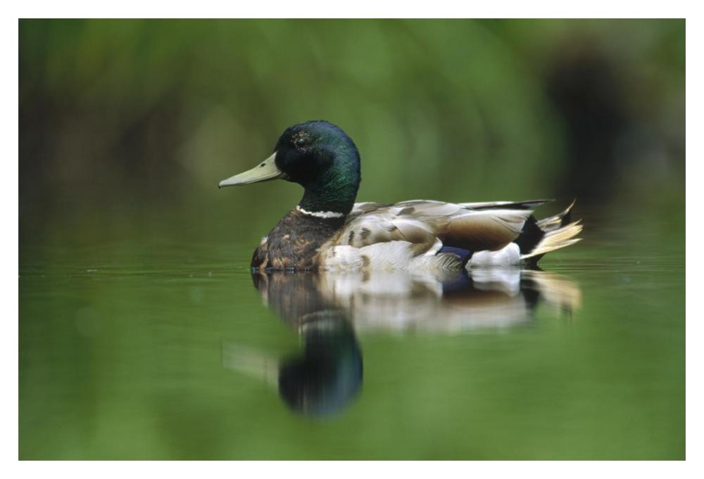 Mallard Male Portrait, Vancouver Island, British Columbia, Canada-Paper Art-20X14