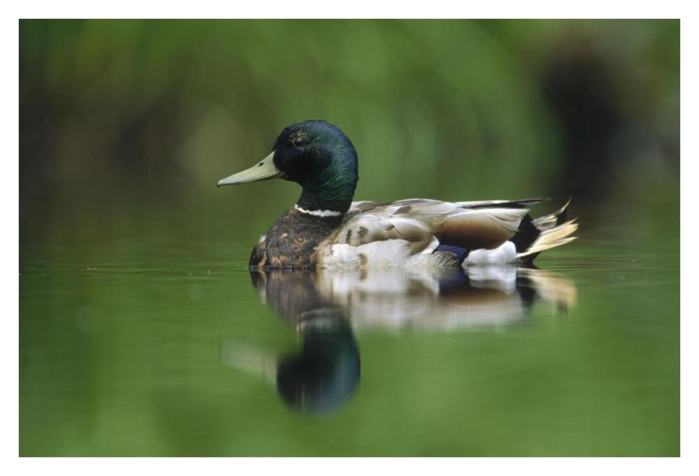 Mallard Male Portrait, Vancouver Island, British Columbia, Canada-Paper Art-38X26