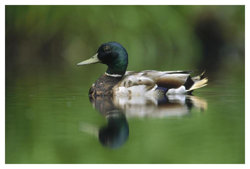Mallard Male Portrait, Vancouver Island, British Columbia, Canada-Paper Art-50X34