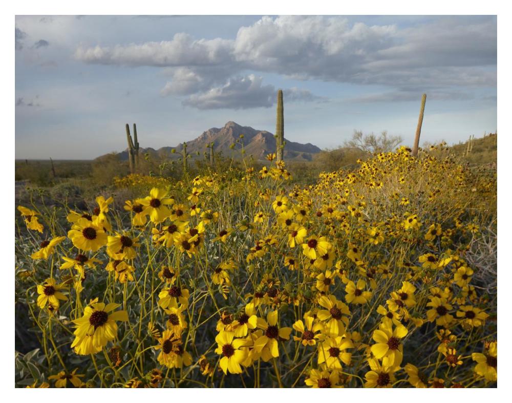 Saguaro Cacti And Brittlebush At Picacho Peak State Park, Arizona-Paper Art-18X14