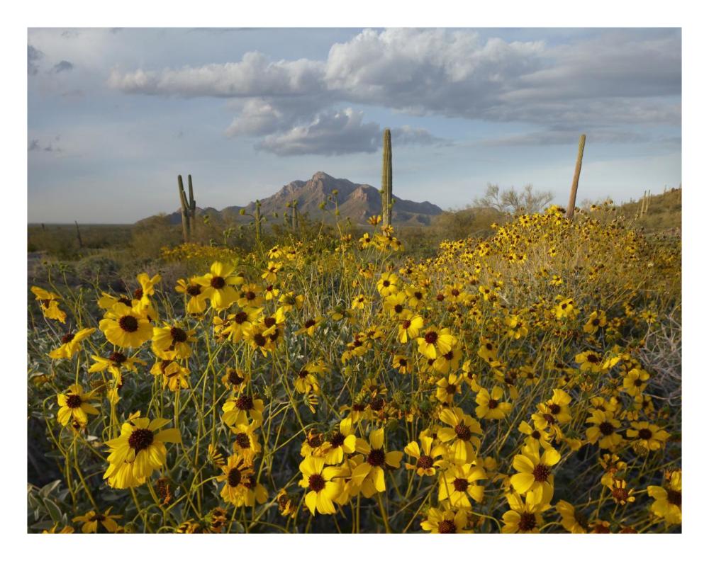Saguaro Cacti And Brittlebush At Picacho Peak State Park, Arizona-Paper Art-26X20