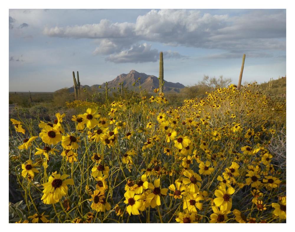 Saguaro Cacti And Brittlebush At Picacho Peak State Park, Arizona-Paper Art-34X26