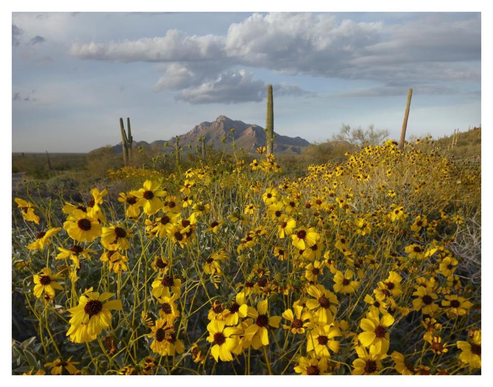 Saguaro Cacti And Brittlebush At Picacho Peak State Park, Arizona-Paper Art-42X32