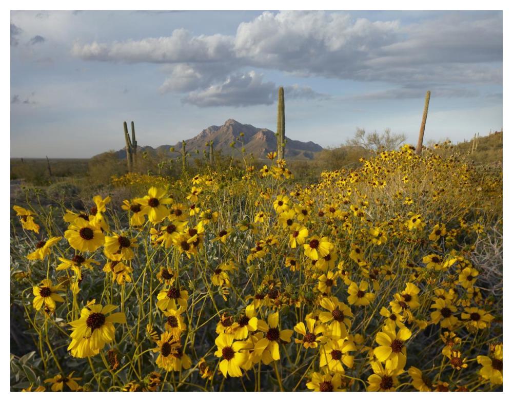 Saguaro Cacti And Brittlebush At Picacho Peak State Park, Arizona-Paper Art-50X38