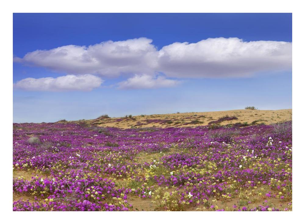 Sand Verbena Carpeting The Ground, Imperial Sand Dunes, California-Paper Art-24X17.62