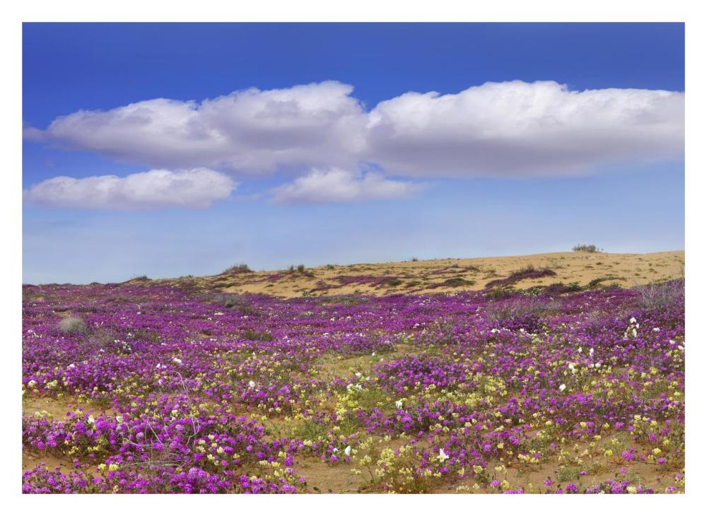 Sand Verbena Carpeting The Ground, Imperial Sand Dunes, California-Paper Art-32X23.3