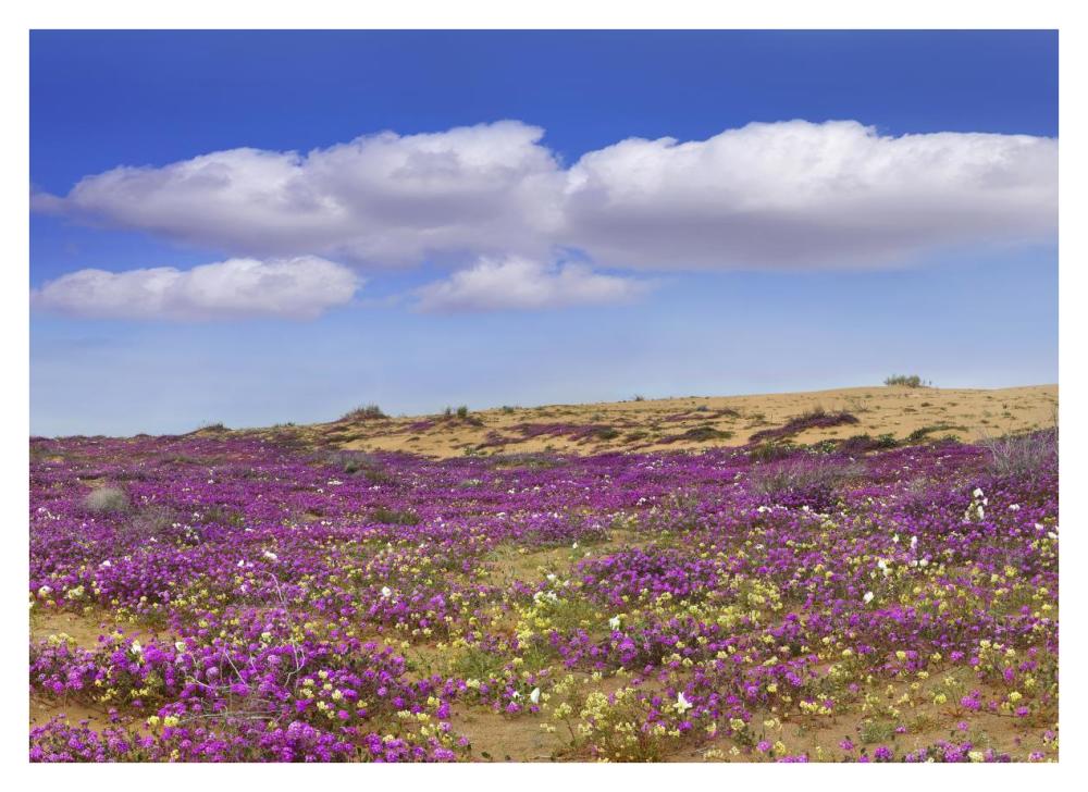 Sand Verbena Carpeting The Ground, Imperial Sand Dunes, California-Paper Art-38X27.56