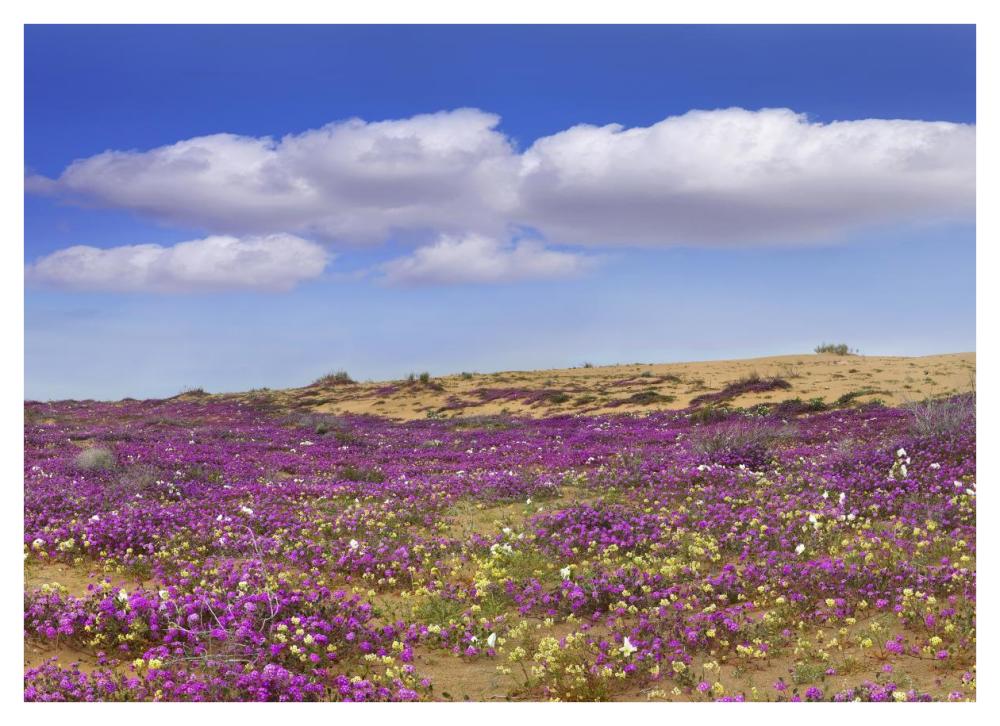 Sand Verbena Carpeting The Ground, Imperial Sand Dunes, California-Paper Art-42X30.4