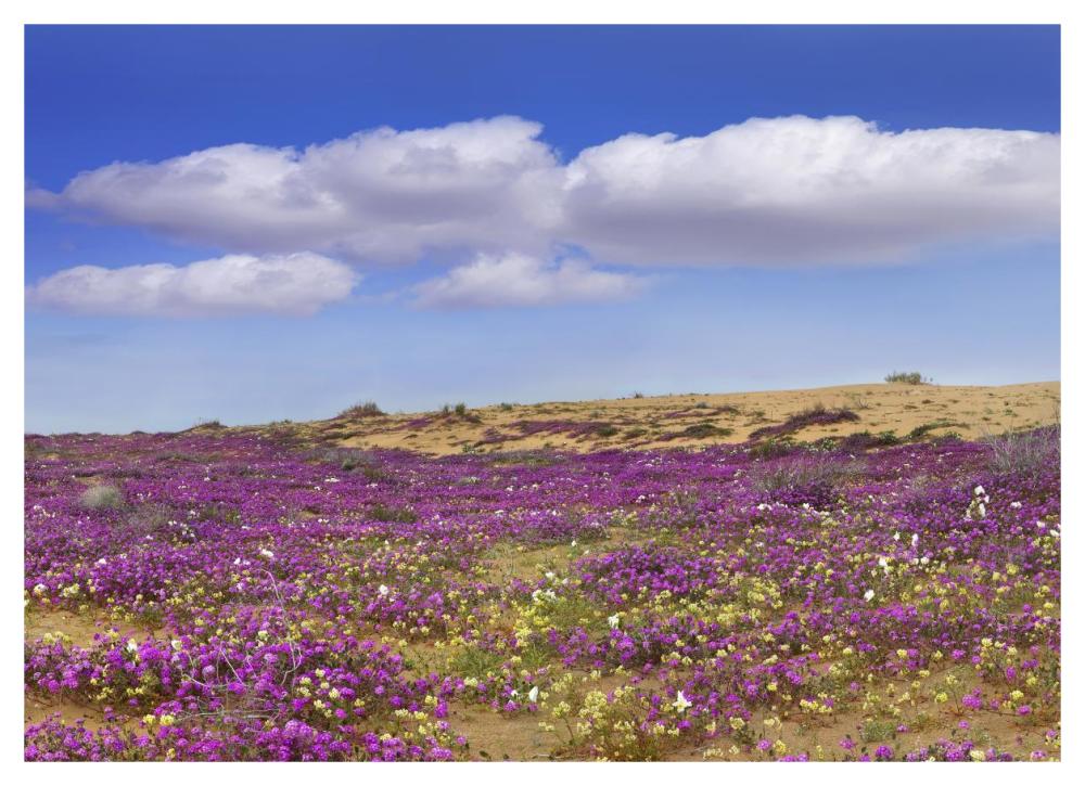 Sand Verbena Carpeting The Ground, Imperial Sand Dunes, California-Paper Art-46X33.24