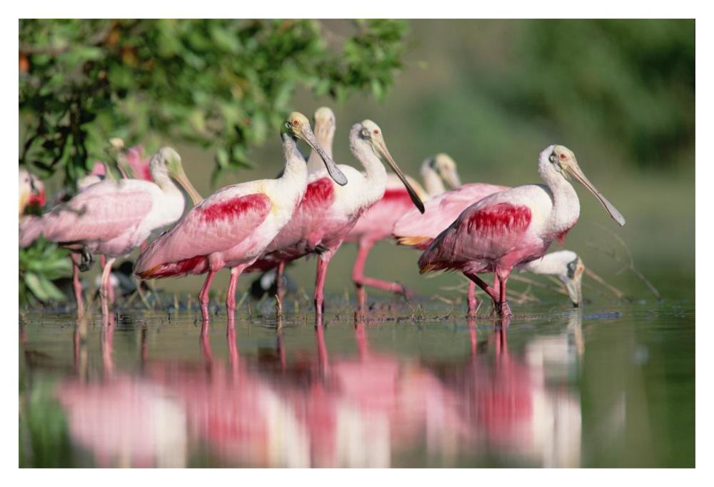 Roseate Spoonbill Flock Wading In Pond, Texas Coast Near Galveston-Paper Art-20X14