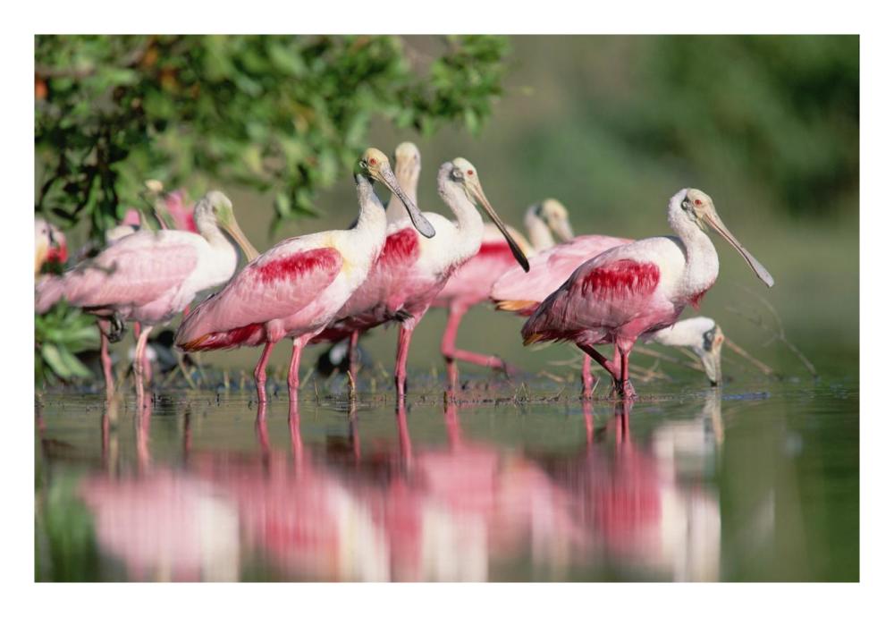 Roseate Spoonbill Flock Wading In Pond, Texas Coast Near Galveston-Paper Art-26X18