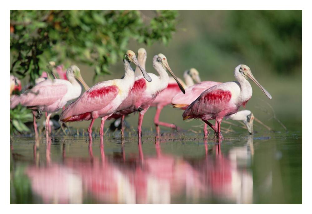 Roseate Spoonbill Flock Wading In Pond, Texas Coast Near Galveston-Paper Art-32X22