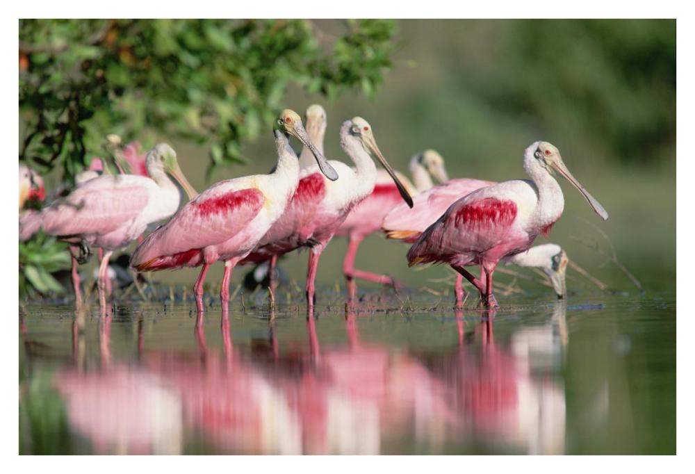 Roseate Spoonbill Flock Wading In Pond, Texas Coast Near Galveston-Paper Art-38X26