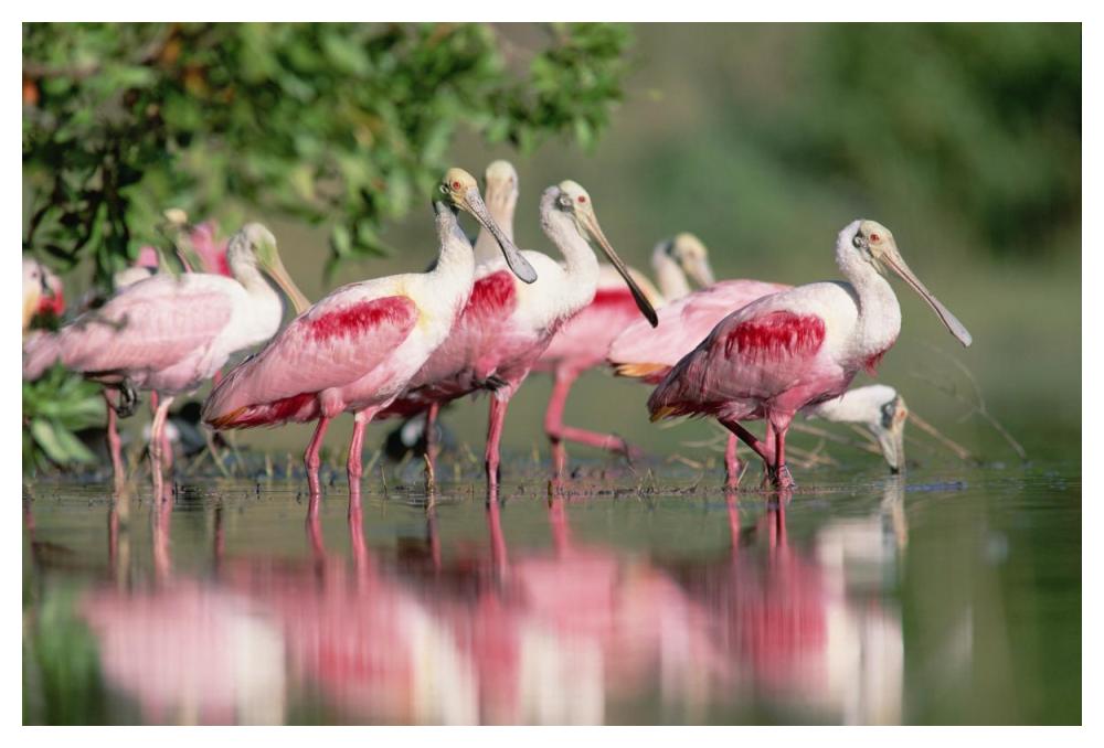 Roseate Spoonbill Flock Wading In Pond, Texas Coast Near Galveston-Paper Art-50X34