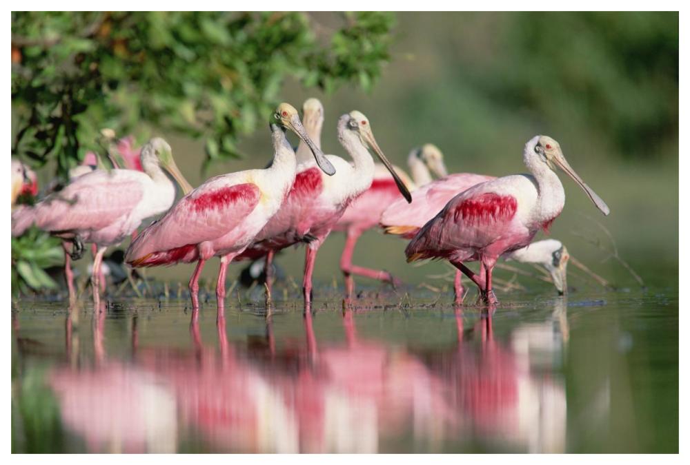 Roseate Spoonbill Flock Wading In Pond, Texas Coast Near Galveston-Paper Art-62X42