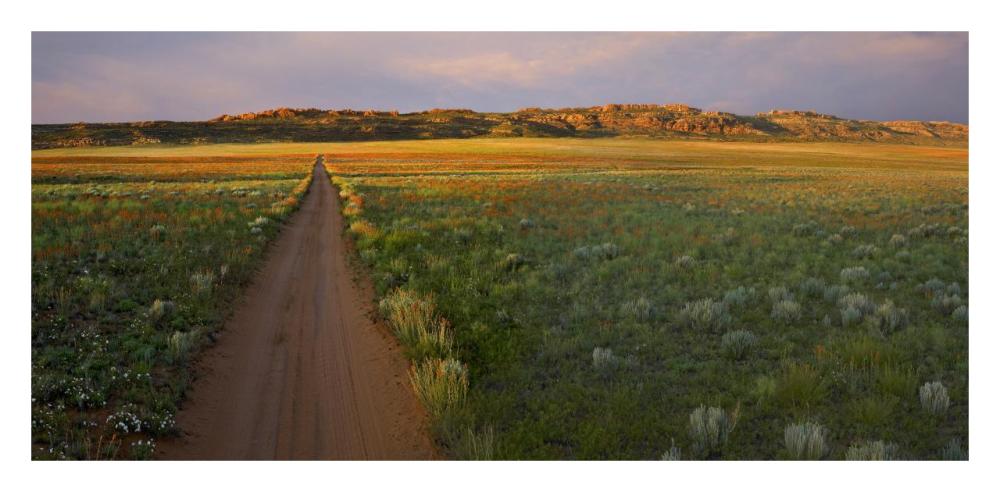 Dirt Road And Globemallows Salt Valley, Arches National Park, Utah-Paper Art-32X15.8