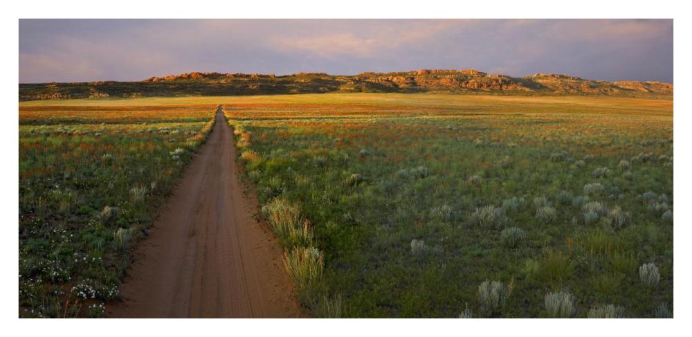 Dirt Road And Globemallows Salt Valley, Arches National Park, Utah-Paper Art-38X18.56