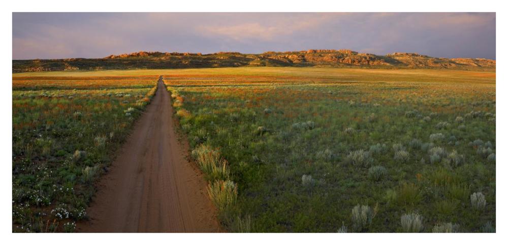 Dirt Road And Globemallows Salt Valley, Arches National Park, Utah-Paper Art-42X20.4