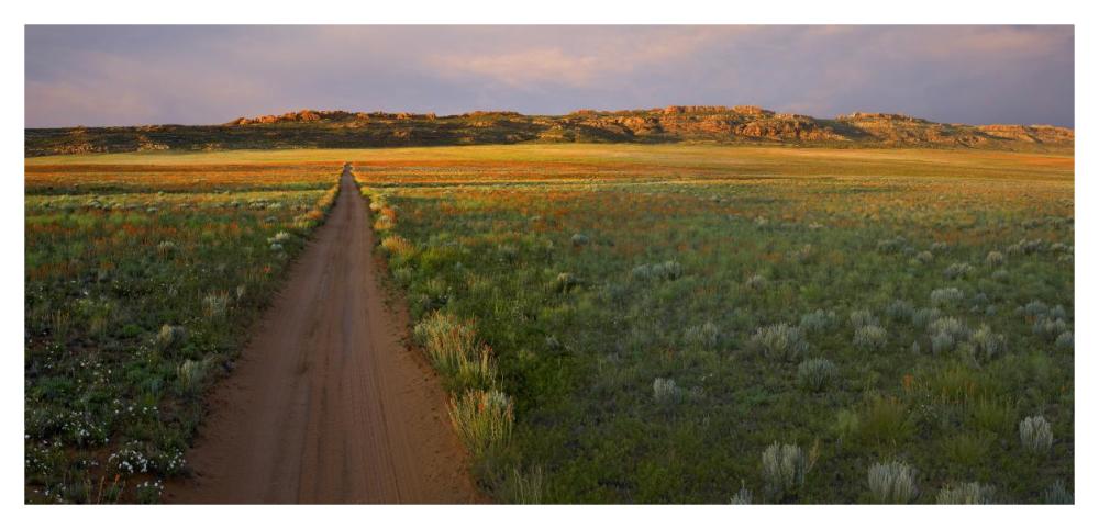 Dirt Road And Globemallows Salt Valley, Arches National Park, Utah-Paper Art-46X22.24