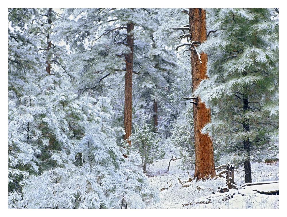 Ponderosa Pine Forest In Snow, Grand Canyon National Park, Arizona-Paper Art-18X14