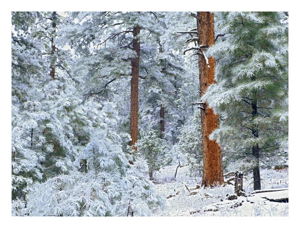 Ponderosa Pine Forest In Snow, Grand Canyon National Park, Arizona-Paper Art-26X20