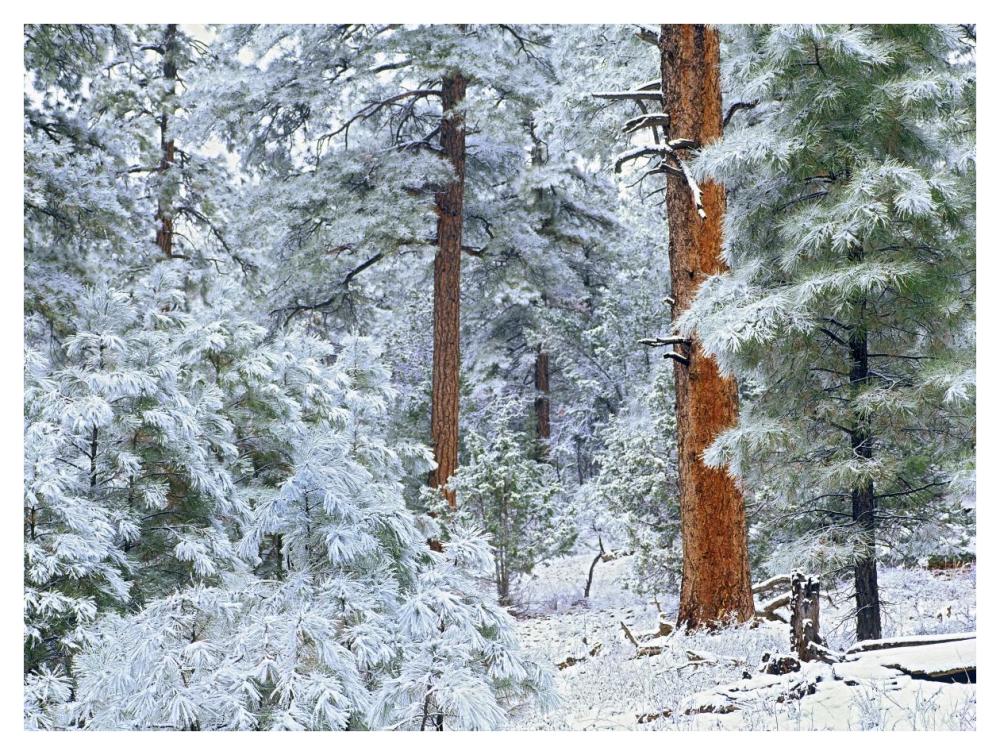 Ponderosa Pine Forest In Snow, Grand Canyon National Park, Arizona-Paper Art-42X32