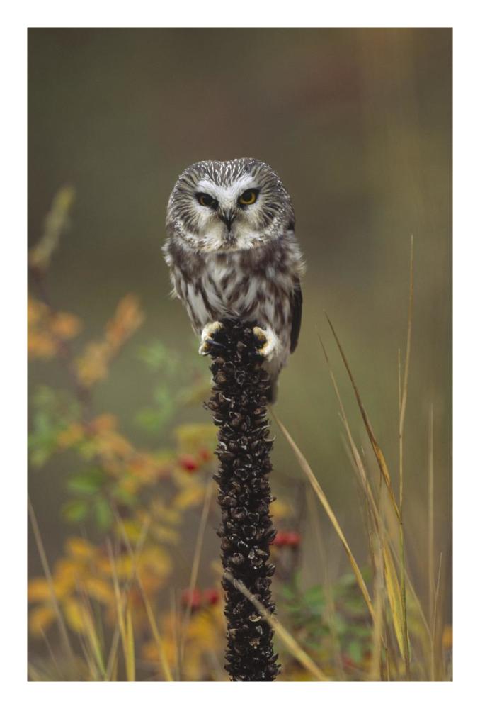 Northern Saw-Whet Owl Perching On A Post, British Columbia, Canada-Paper Art-18X26
