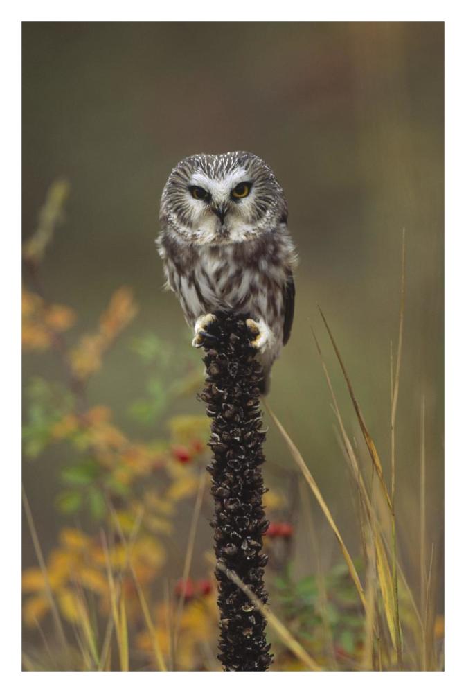 Northern Saw-Whet Owl Perching On A Post, British Columbia, Canada-Paper Art-22X32