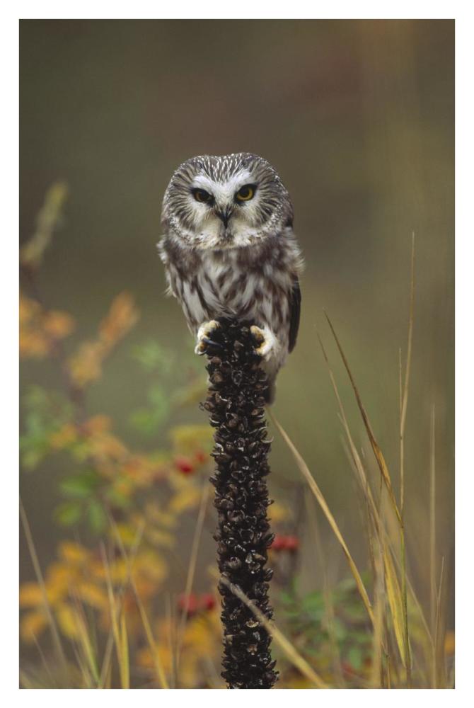 Northern Saw-Whet Owl Perching On A Post, British Columbia, Canada-Paper Art-26X38