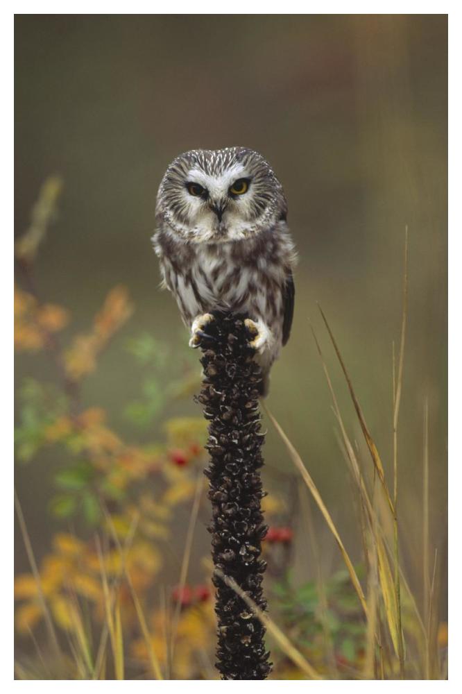 Northern Saw-Whet Owl Perching On A Post, British Columbia, Canada-Paper Art-34X50
