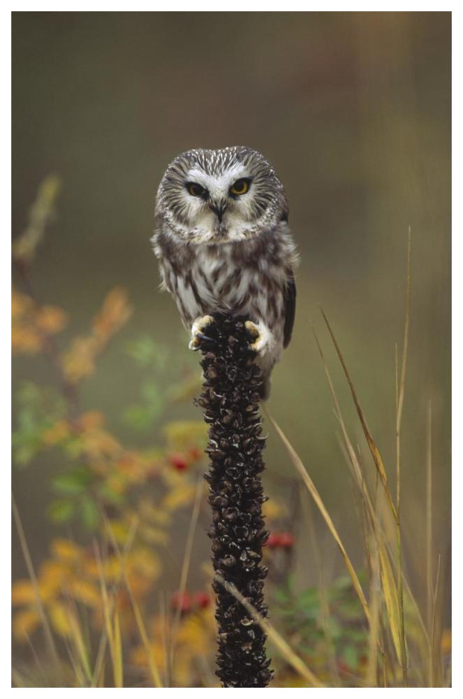 Northern Saw-Whet Owl Perching On A Post, British Columbia, Canada-Paper Art-42X62