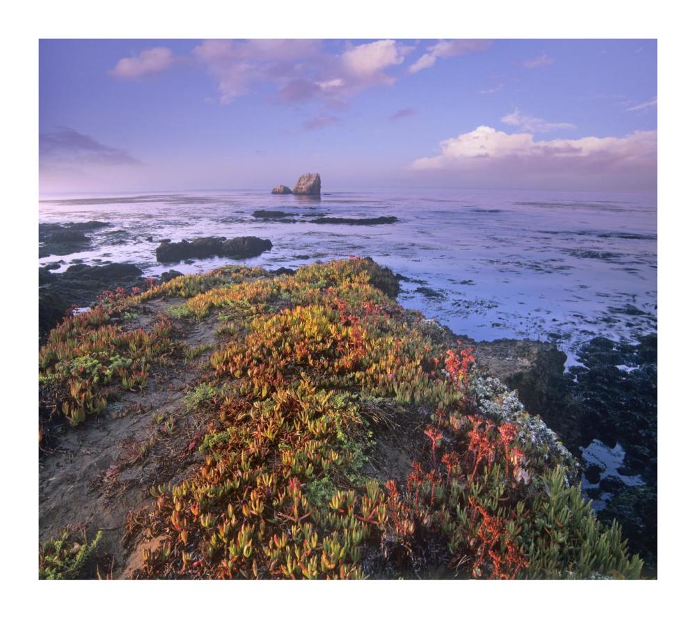 Iceplant Covering Coastal Rocks, Point Piedras Blancas, California-Paper Art-18X16.08