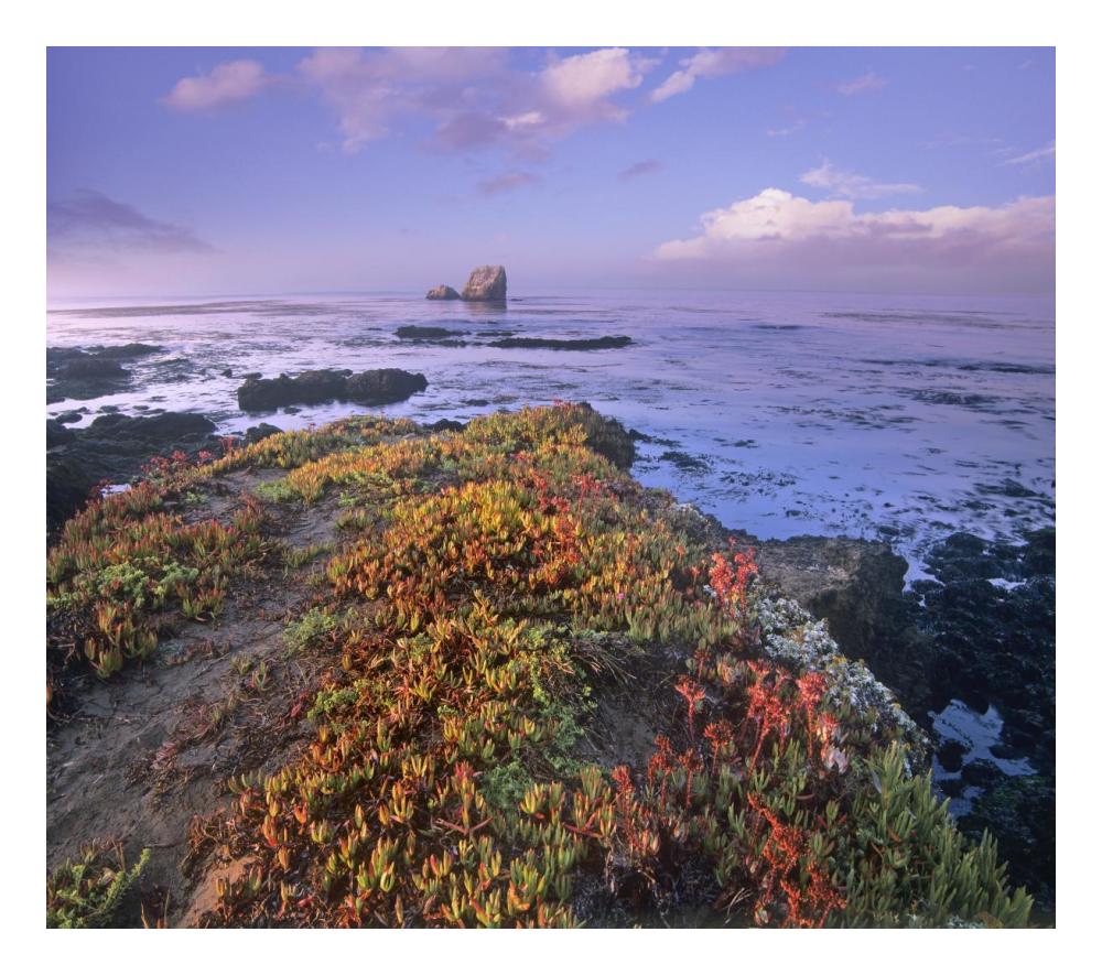 Iceplant Covering Coastal Rocks, Point Piedras Blancas, California-Paper Art-24X21.36