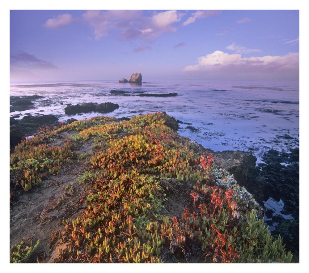Iceplant Covering Coastal Rocks, Point Piedras Blancas, California-Paper Art-32X28.4