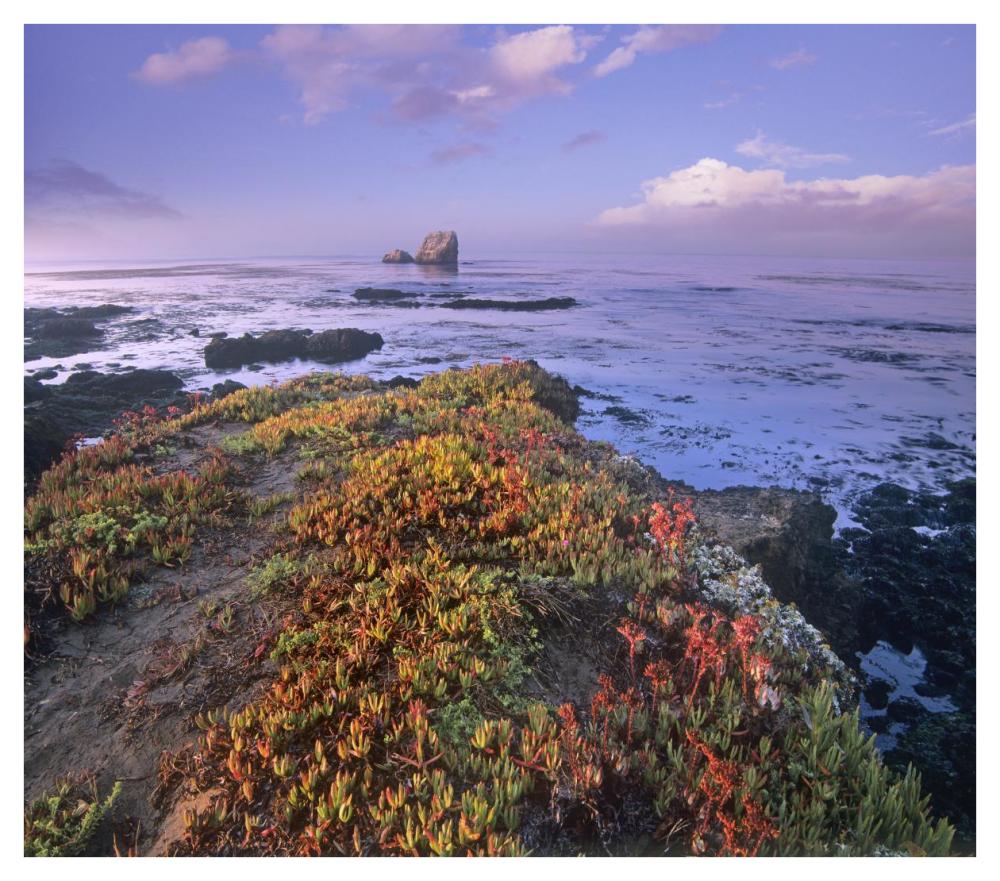 Iceplant Covering Coastal Rocks, Point Piedras Blancas, California-Paper Art-42X37.2