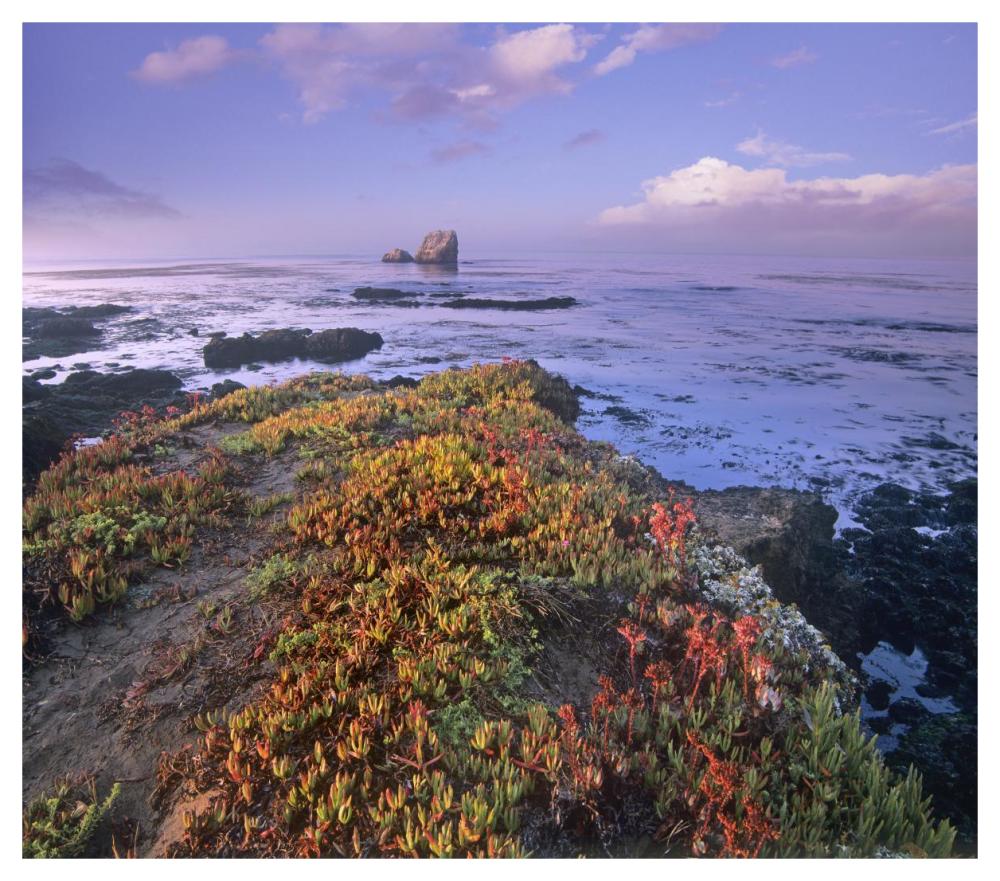 Iceplant Covering Coastal Rocks, Point Piedras Blancas, California-Paper Art-46X40.72
