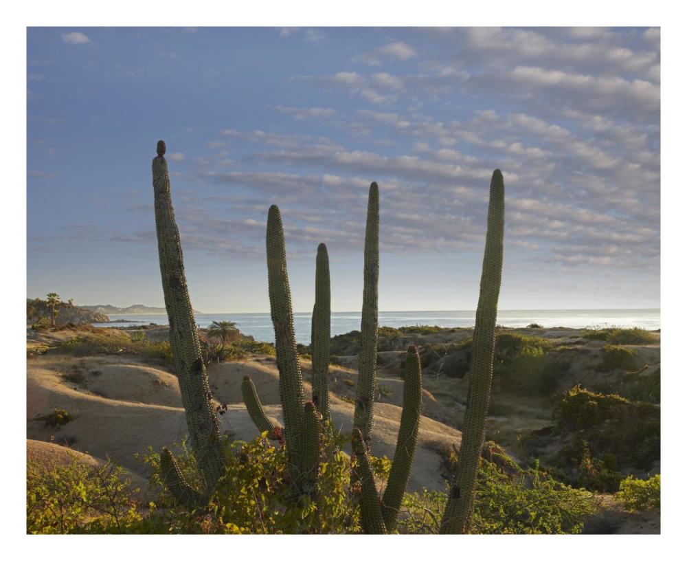 Organ Pipe Cactus Overlooking Chelino Bay, Baja California, Mexico-Paper Art-26X22