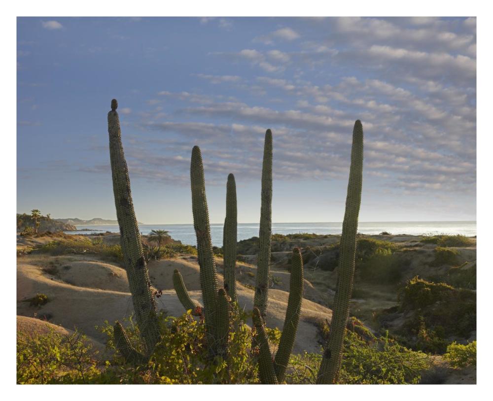 Organ Pipe Cactus Overlooking Chelino Bay, Baja California, Mexico-Paper Art-30X24