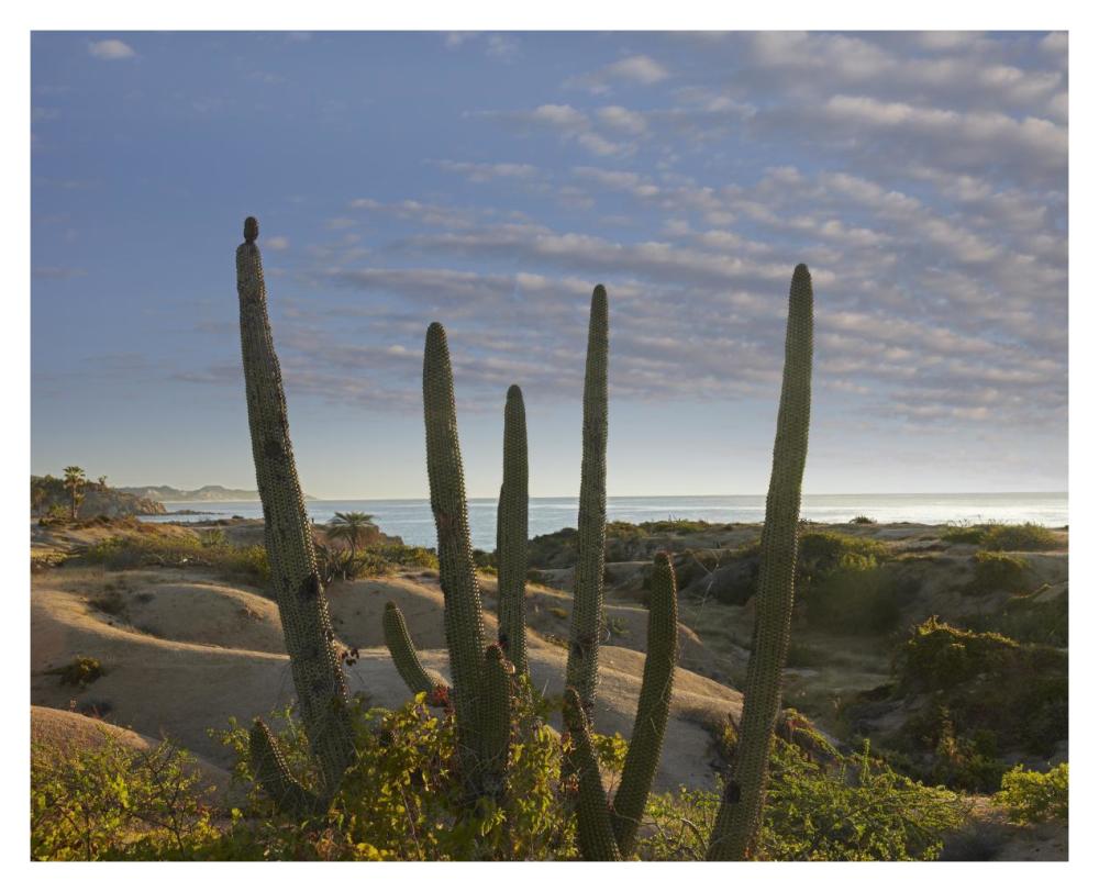 Organ Pipe Cactus Overlooking Chelino Bay, Baja California, Mexico-Paper Art-37X30