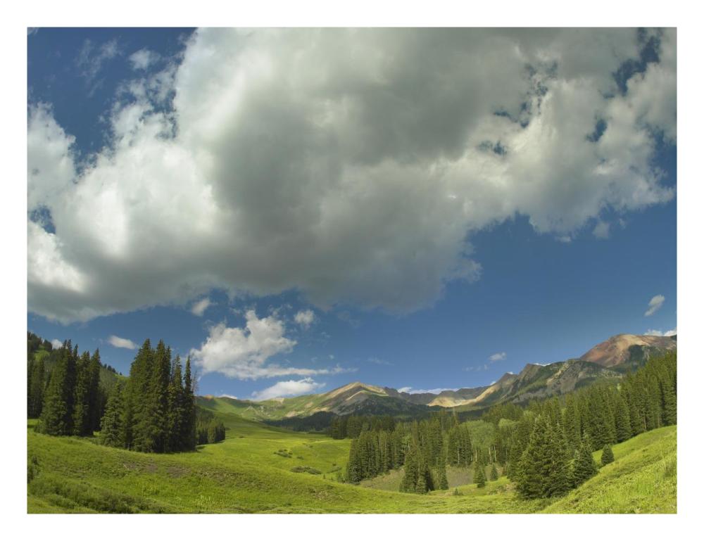 Stand Of Conifers In The Elk Mountains Near Crested Butte, Colorado-Paper Art-26X20