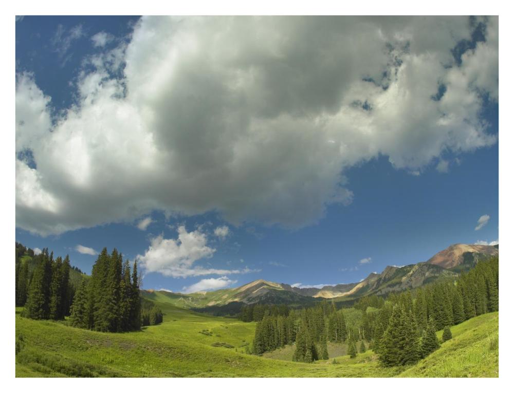 Stand Of Conifers In The Elk Mountains Near Crested Butte, Colorado-Paper Art-34X26