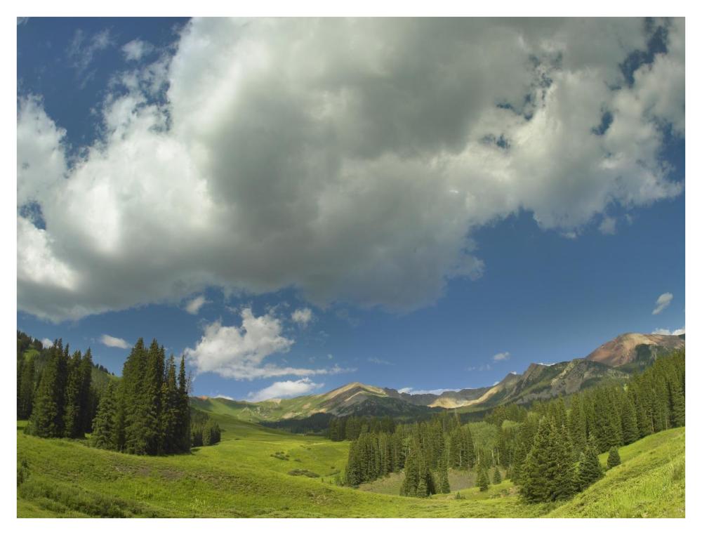 Stand Of Conifers In The Elk Mountains Near Crested Butte, Colorado-Paper Art-42X32