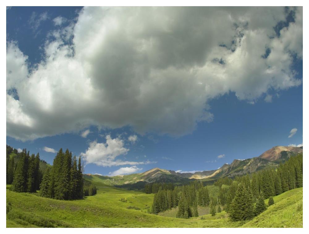 Stand Of Conifers In The Elk Mountains Near Crested Butte, Colorado-Paper Art-50X38