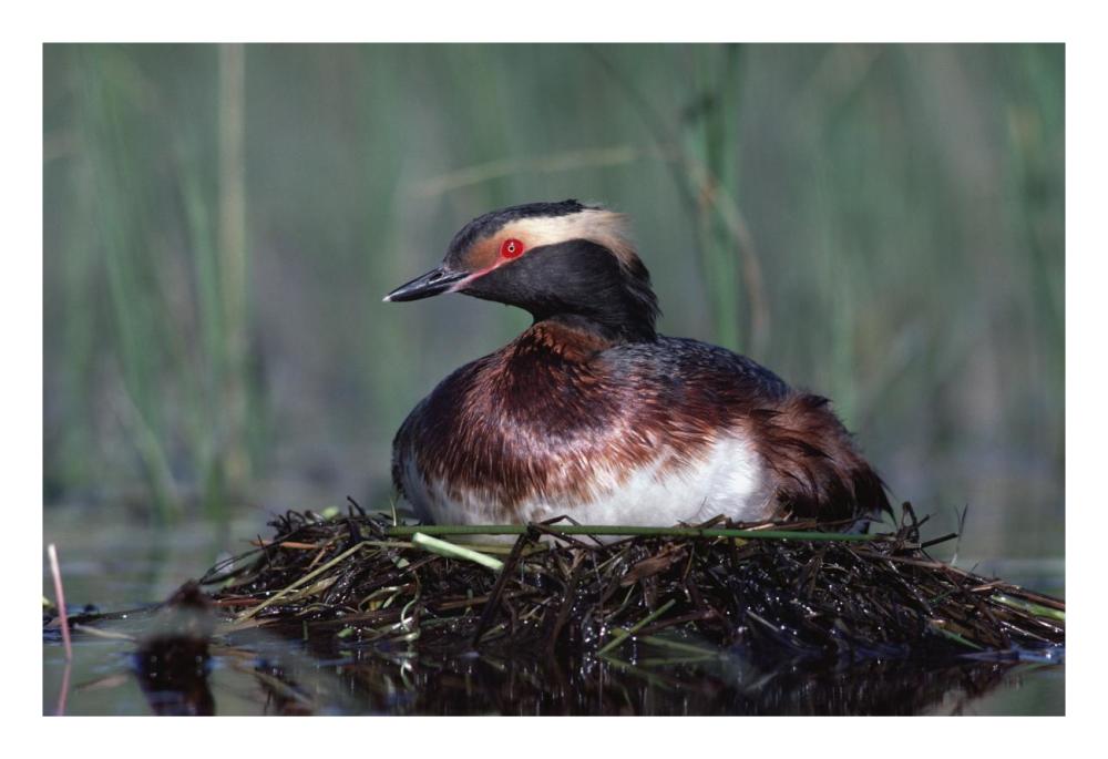 Horned Grebe Parent Incubating Eggs On Floating Nest, North America-Paper Art-26X18